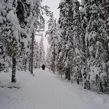 Naavis * Rovaniemi